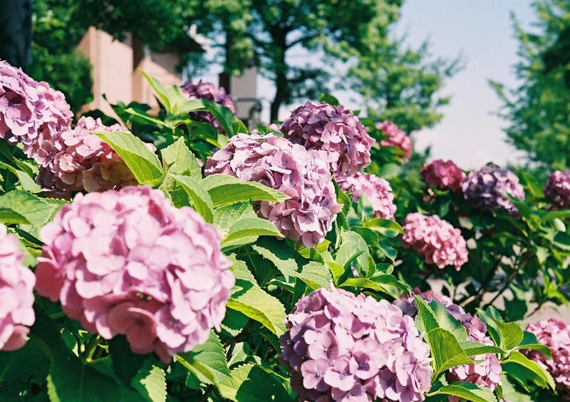大森
ふるさとの浜辺公園近くにて