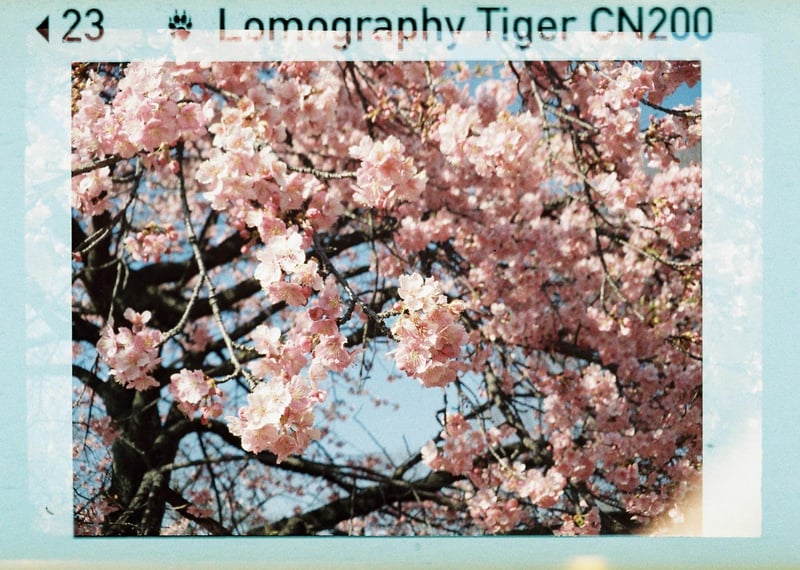 110フィルムって小さいのによく写る