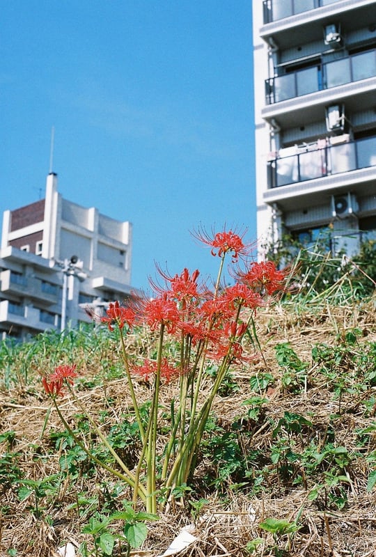 多摩川河川敷にて