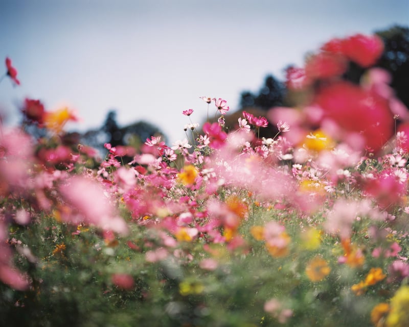 逆光の中で撮ったコスモスって花びらに光が透けて良いよね。
撮影:2023年10月