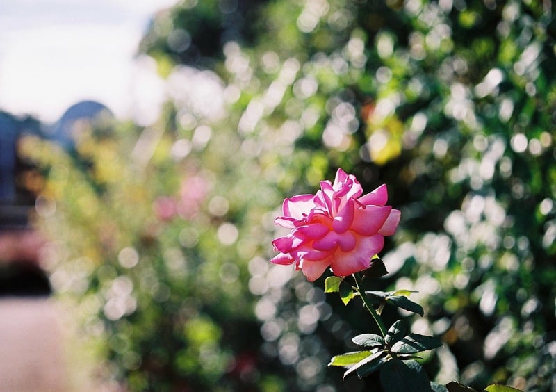 秋薔薇の時期って太陽の高さが春の時より高いから、春薔薇とは違う撮り方になる。
撮影:2022年10月