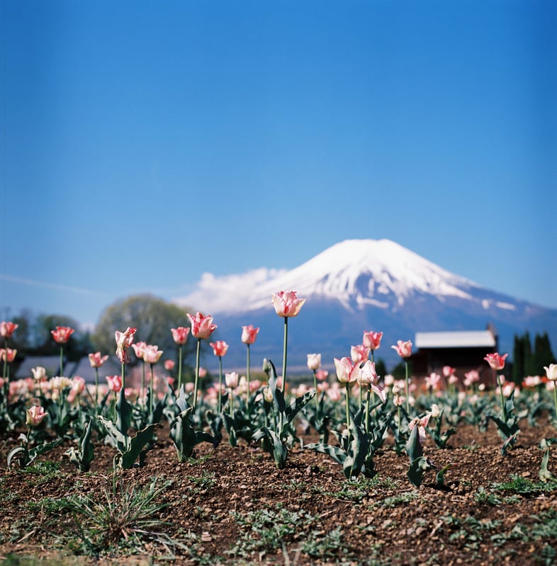 山中湖花の都公園で撮ったチューリップと富士山。
GWだったのにまだ富士山の雪多かったな。
撮影:2024年5月