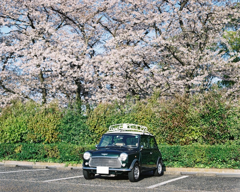 近所の公園の駐車場の桜が満開だったので、愛車のミニを駐車して撮影。
人が少ない朝早い時に撮りました。
撮影:2024年4月
※ナンバープレートのみ白塗り加工してます。