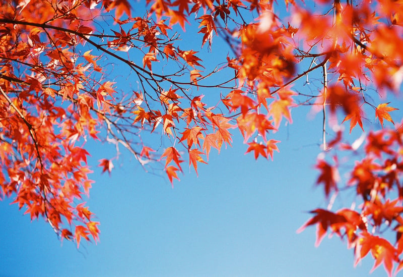 丹沢行った時に撮った紅葉と青空。
あんまり丹沢丹沢した写真じゃないが…
撮影:2023年11月