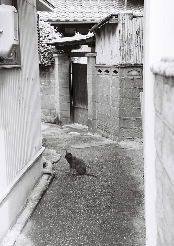 路地裏を進んだら猫がいた。