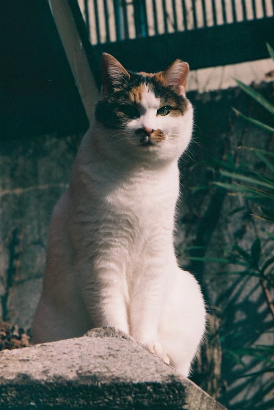 地元の方が面倒を見ている地域猫らしいです。
