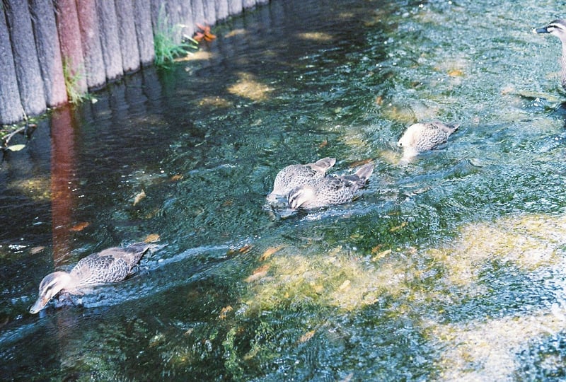 フィルムっぽい