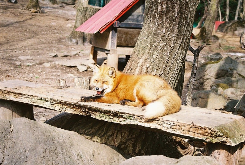 宮城県の蔵王キツネ村を訪れた際の写真です。