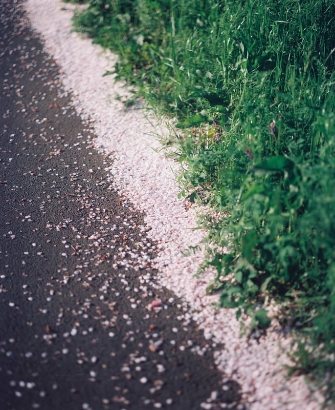 本当に写真が好きだ
本当に写真が上手くなりたい

これは祈りであり、怒りであり、寂しさであり、優しさであり、痛みであり、肯定である

たかが趣味だけどほんとにもがいて苦しんでる

ただ一枚で物語を描きたい
ただ一枚で心を震わせたい
ただ一枚でただの一枚を超えたい

魂を込めて
お風呂上がりに美しい映画を観るように
自分の内面をそっと描き出すように

シャッターを切る