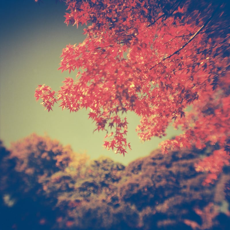 camera：GreatWall(長城）
film：Lomography Redscale XR50-200
ｘ0.7ワイドコンバーター使用

フィルムさんぽ中判回にて～
レッドスケールはISO感度25-50の間で使うと色が出ます