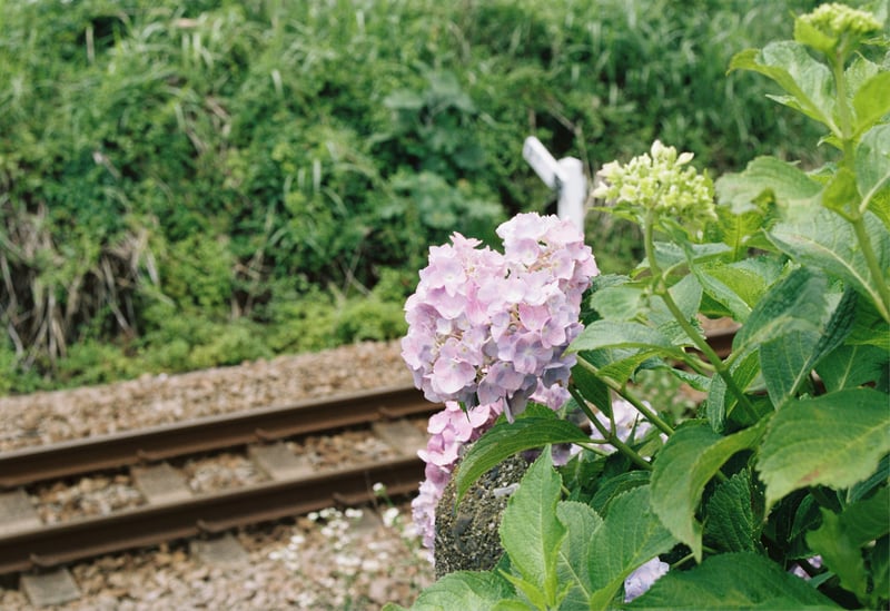 📷コンタックスアリア
🎞kodak portra 160