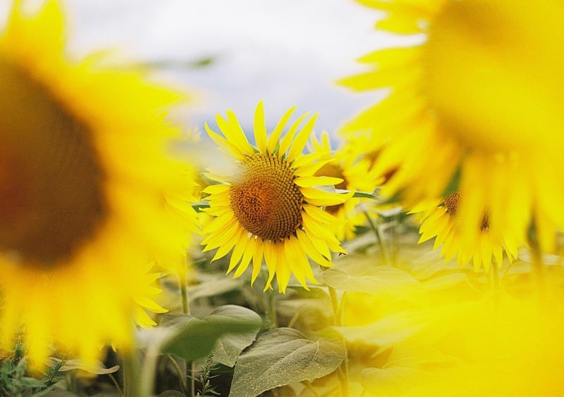 いつかの夏に撮ったもの。
今年もひまわり畑に行きたいな。