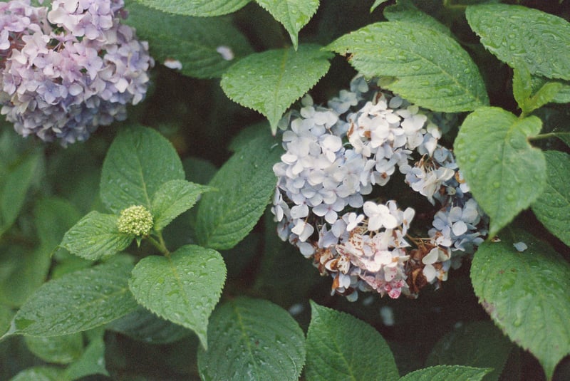 デジカメだけを持ち歩いていた頃なら、枯れかけた紫陽花なんて撮らなかっただろうな。