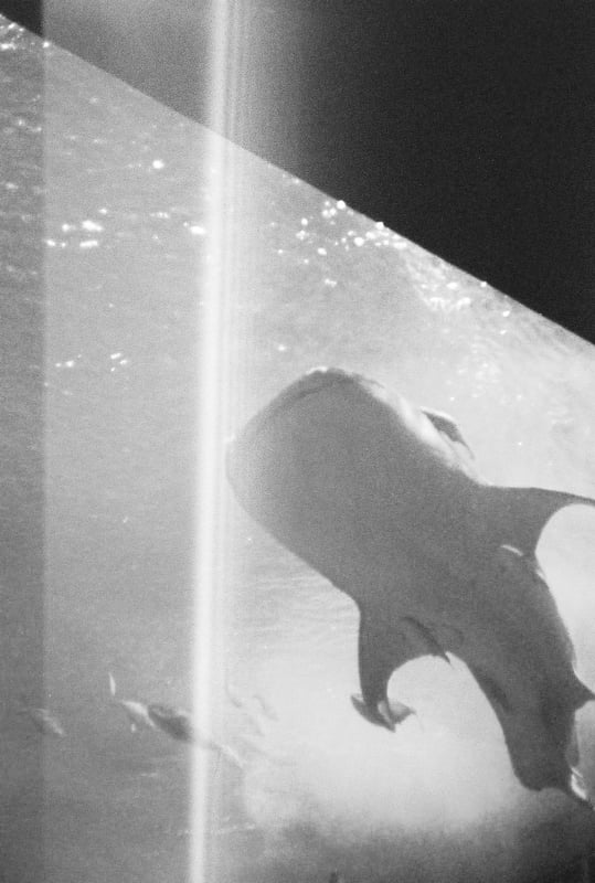 美ら海水族館