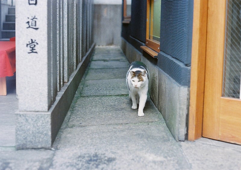 法善寺の野良ちゃん