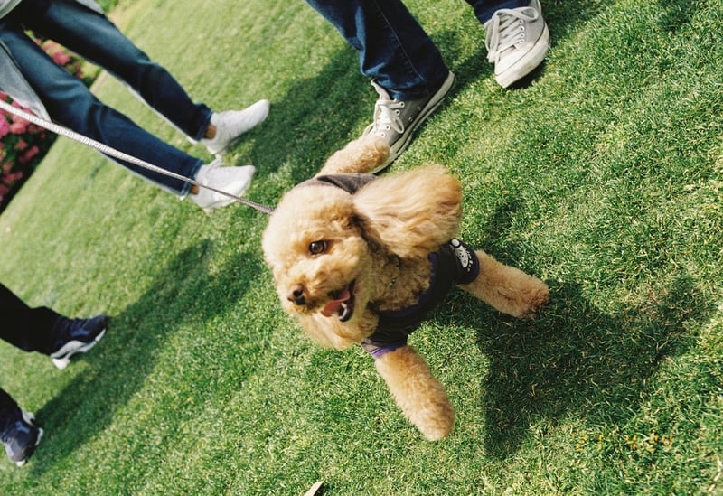 公園ではしゃぐトイプー