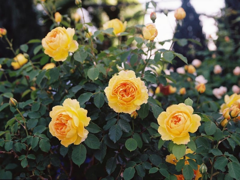 港の見える丘公園の薔薇園にて