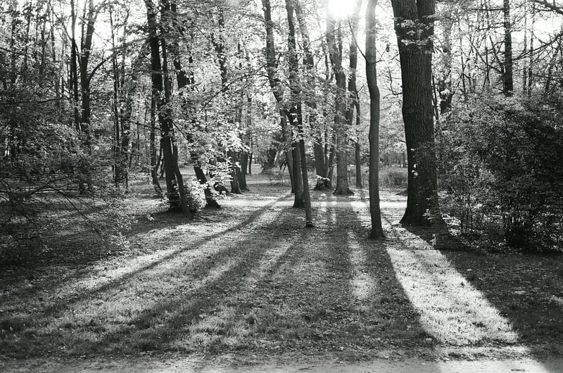 Komorebi in Kalisz, Porland