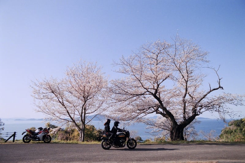 若いさくらの木と貫禄のあるさくらの木と
素敵なバイクで妻を連れ添った方と
ピンクと青の季節