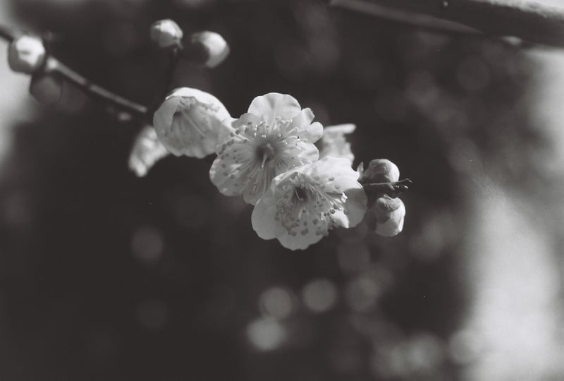 CONTAX 139 quartz CARL ZEISS Tessar 45mm F2.8  T* FUJIFILM Neopan ACROS II チャンプカメラ