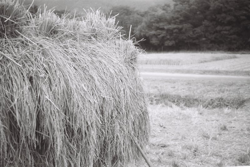 CONTAX 139 quartz Helios 44 58mm F2 FUJIFILM Neopan ACROS II チャンプカメラ