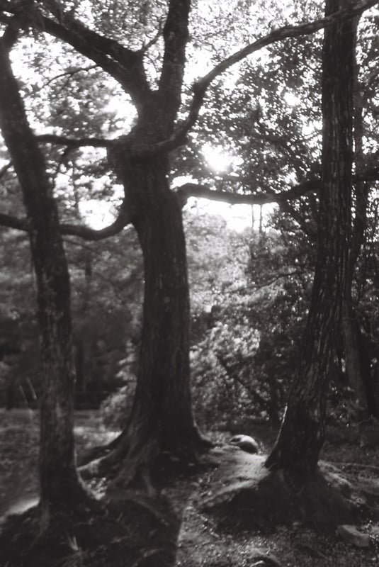 CONTAX 139 quartz Helios44 58mm F2 FUJIFILM Neopan ACROS II チャンプカメラ