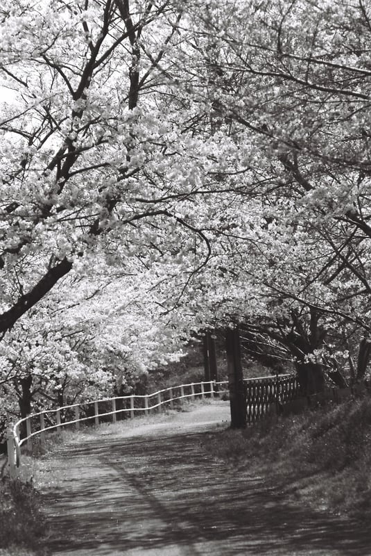 Olympus OM2000 Zuiko MC AUTTO-T 85mm F2 Rollei Retro 80s チャンプカメラ