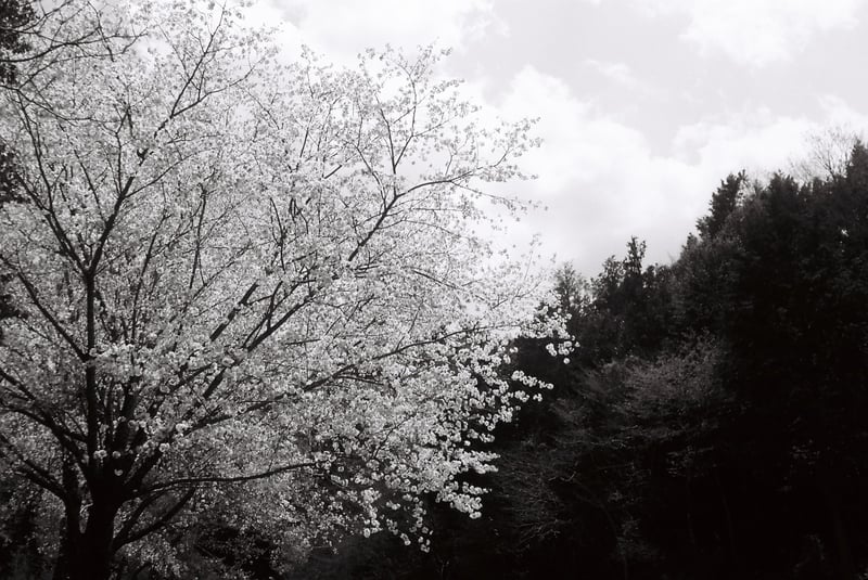 Ricoh XR-8 Super + CARL ZEISS JENA TESSAR 40mm F4.5 T* + FUJIFILM Neopan ACROS II チャンプカメラ