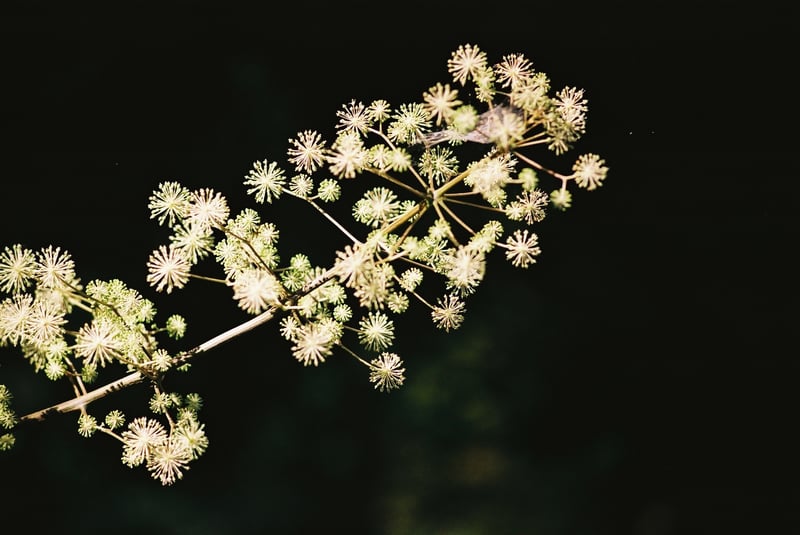 シシウドの花