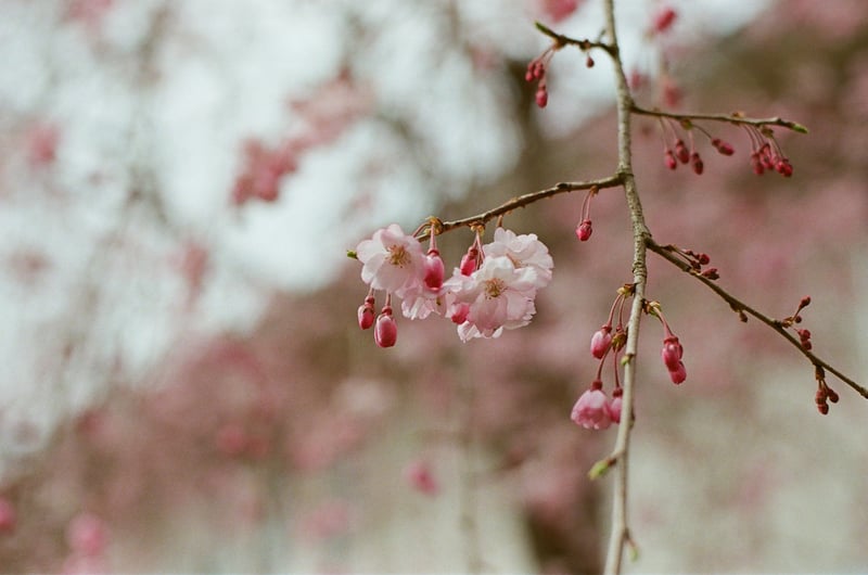 咲き始めの枝垂れ桜。つぼみが小さなサクランボみたいで可愛らしい。