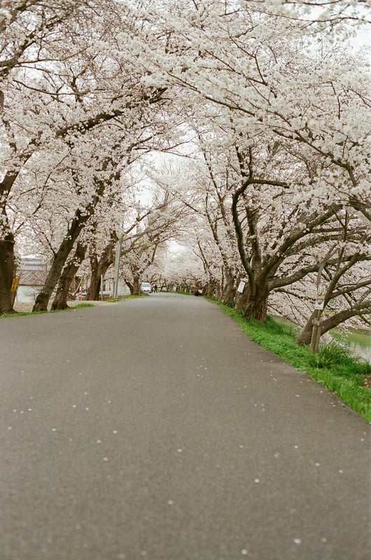 奈良の大和川の支流、曽我川の桜。それほど大きな川でもないですが、奈良の堤防は桜が多いような気がします。休日にはかなりの人で賑わっていたそうな。
