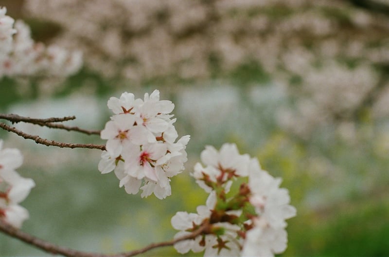バタバタしていたらもう桜は終わり。本当にパッと咲いて散ってしまうから見ようと思うと運そのもの。
