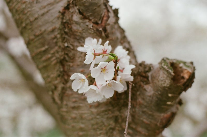 太い枝から直に出てきた桜の花。変なところに枝が出てきてあまり好きじゃないけど、花は可愛らしいからええかな。