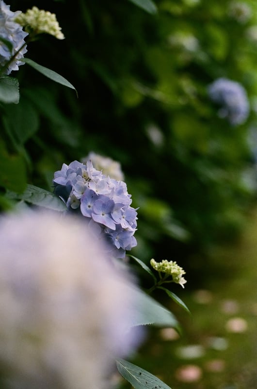もう6月でしたね。今年も折り返しにかかっていることに衝撃を感じます。