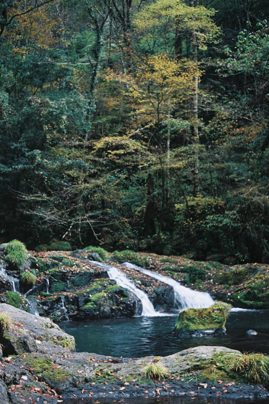 上手くピントが合わなかったけど、いろんな緑色が詰まっているので好きな写真です。

OLYMPUS PEN EE-2
Kodak Professional Ektar 100