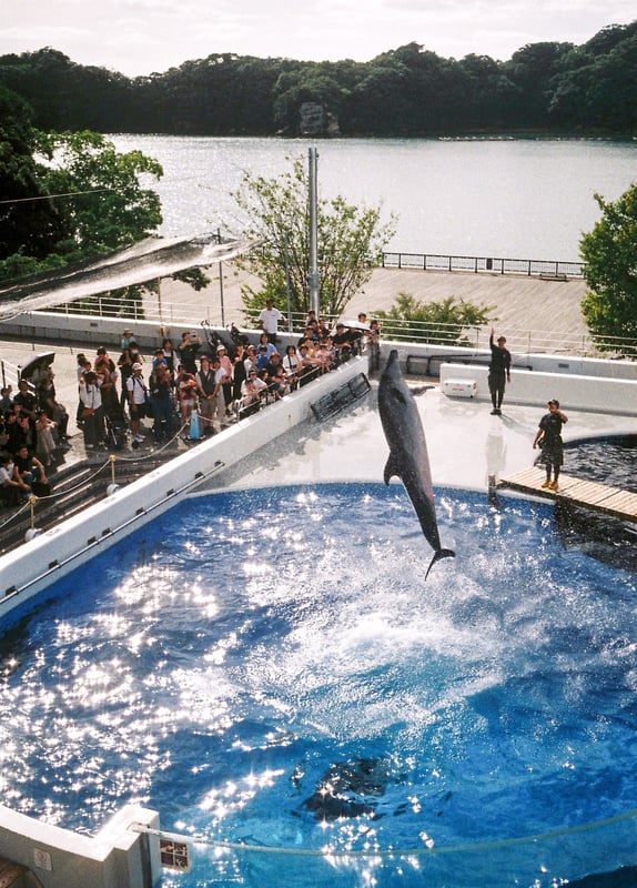 この日はカメラ2台持って行ったので比較撮影！
フィルムの色合いの参考になれば幸いです。

前回投稿のローライのはイルカの笑顔、
今回のオリンパスペンの写真には人間の笑顔があって2枚ともお気に入り。
（アップする前の元データでは細かく写ってます）
イルカもピシッと決まってかっこいいですね！

OLYMPUS PEN EE-2
Fujifilm FUJICOLOR 100