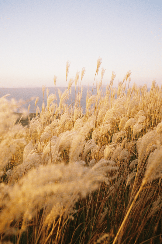 夕方なので絞りオートを解除し、手持ちで2秒ほど固定しました。

OLYMPUS PEN EE-2
Kodak Gold 200