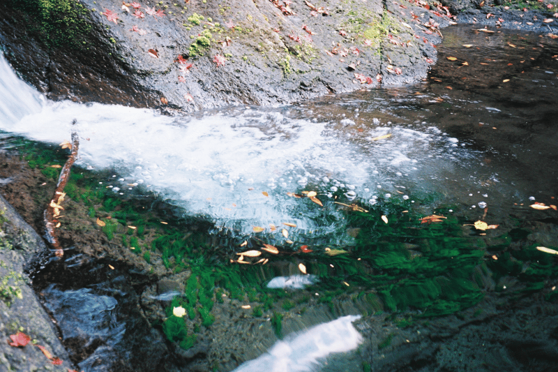 苔の色の綺麗さに惹かれてパシャリ。

OLYMPUS PEN EE-2
Kodak Professional Ektar 100