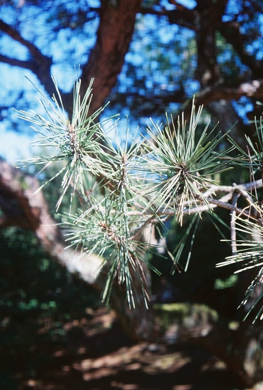 パンフォーカスのカメラでボケをつくってみる遊び その1。

OLYMPUS PEN EE-2
Kenko MCクローズアップレンズ No.2
Kodak UltraMax 400