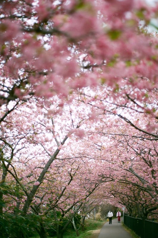 filmで綴る:早春の旅
伊豆の河津桜❀.*ﾟ