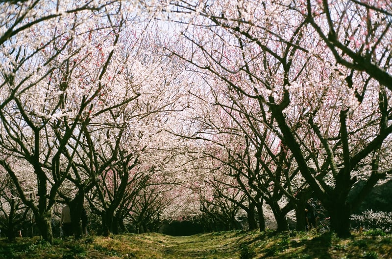 filmで綴る:春旅
三重県いなべ市梅林公園にて
梅の花の甘い香りが漂って…