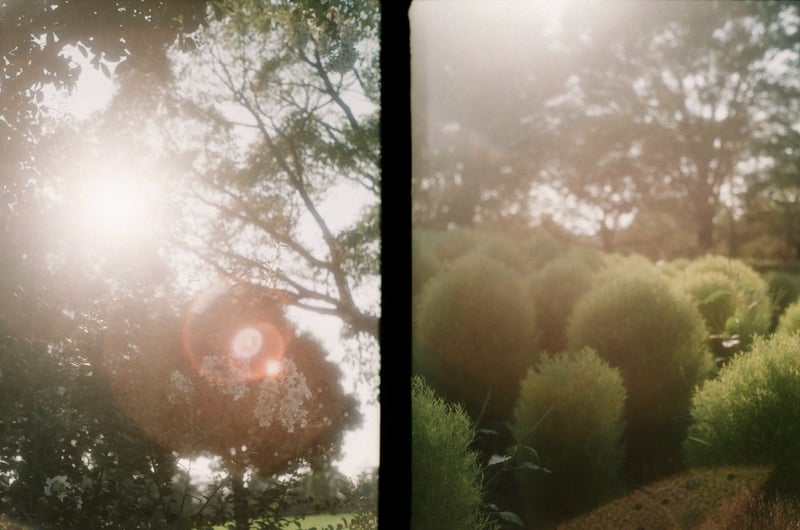 filmで綴る:晩夏の風景

白の百日紅にモコモコの青いコキア꒰  ᐢ˙꒳​˙ᐢ  ꒱
秋には真っ赤なコキアに…