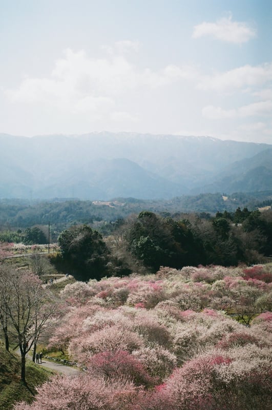 filmで綴る:春旅  
三重県いなべ市梅林公園にて…