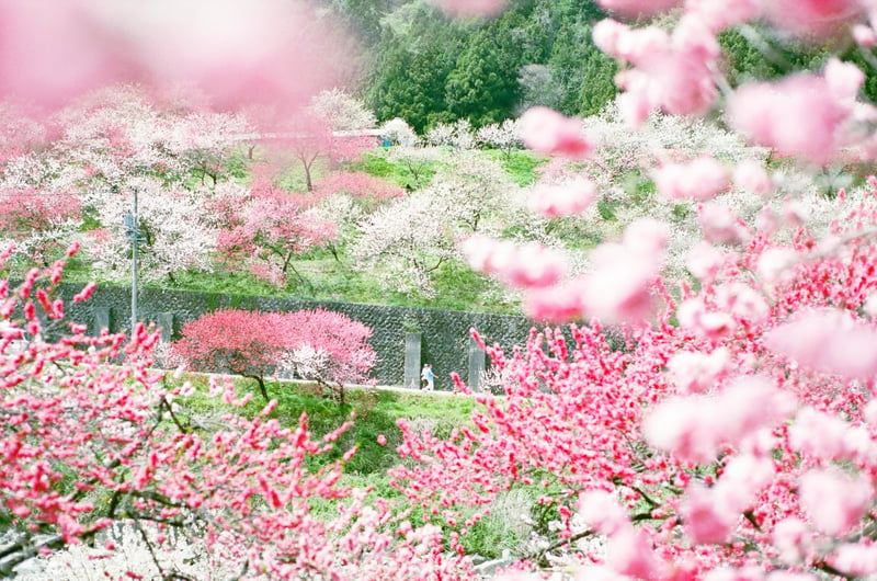 花桃の里❁⃘*.ﾟ
まるで桃源郷そのものでした(ღ*ˇ ˇ*)｡o♡