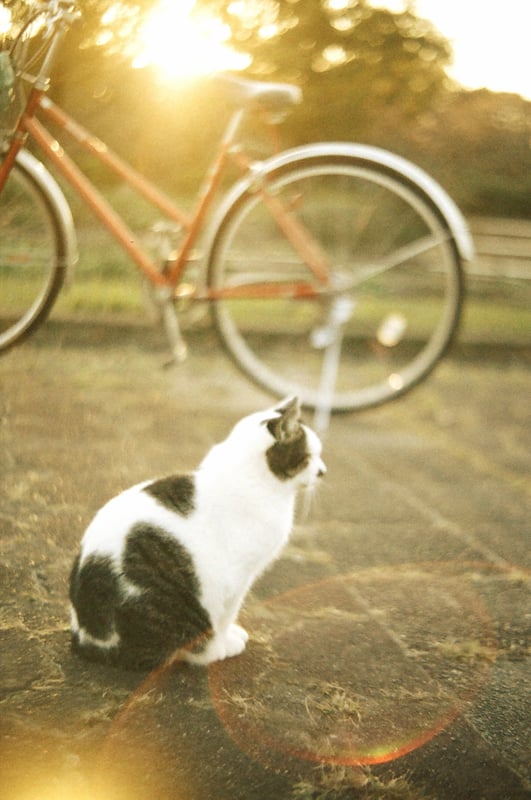 filmで綴る:タソガレドキのにゃんこ ᓚᘏᗢ ∗*ﾟ

その辺の公園で出会った地域猫ちゃん ᓚᘏᗢ ∗*ﾟ
とっても人懐っこくて
足元スリスリしてくれました(( *´ `)"