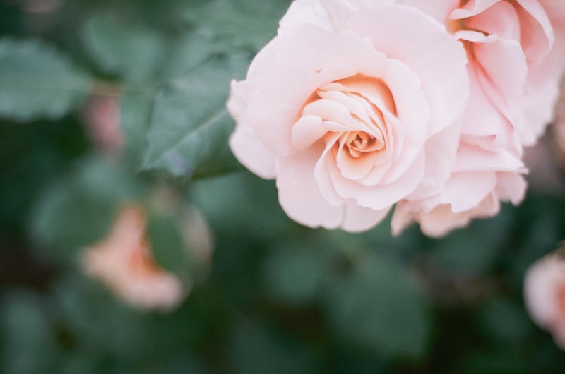 sakura色な薔薇𓂃 🥀𓈒𓏸