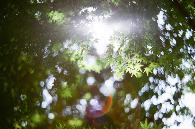 こちらの寫眞を撮影したのは9月中旬
まだ夏のヒカリでした°・*:.。.☆