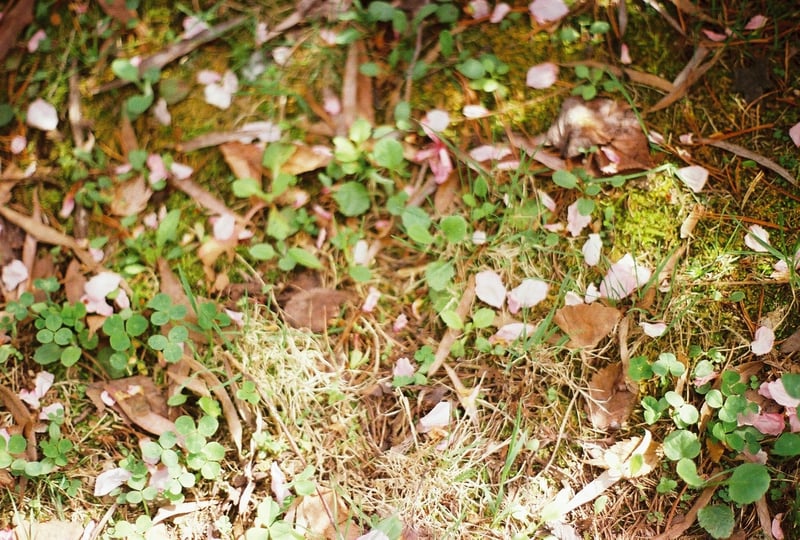 この後撮った数枚は桜の写真だから
春先の地面だと思う。