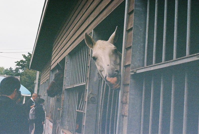 帯広 ばんえい競馬でふれあえる
誘導馬

カメラを構えると
興味を示してくれて
とても可愛かった