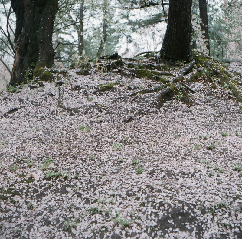 花びらの絨毯🌸